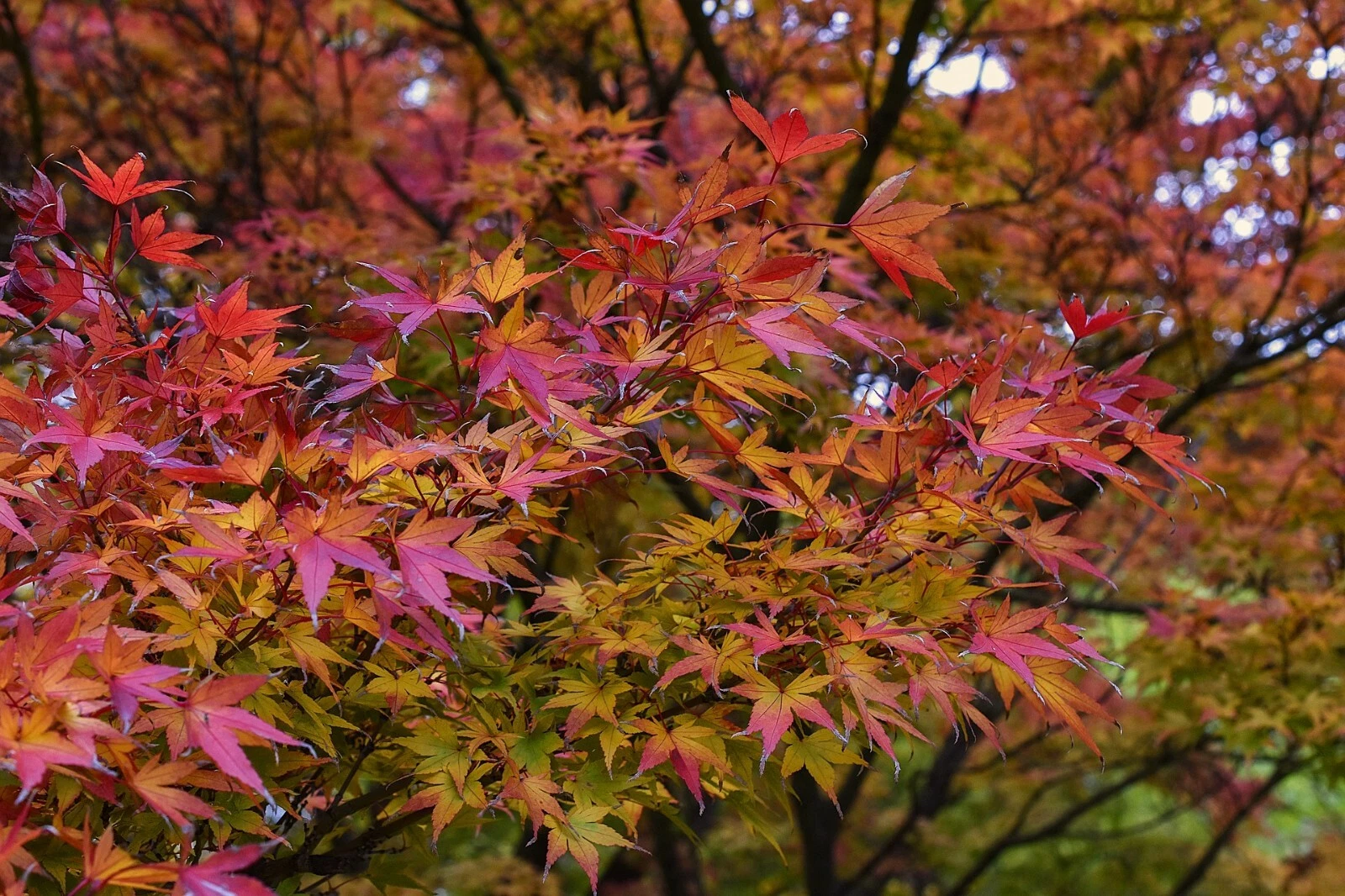 Japanese Maple Cuttings – 15 Fresh Acer Palmatum Cuttings, 8–12 Inch Tall, Ready for Planting