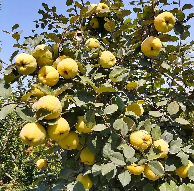 Honey Quince Unrooted Cuttings – 5 Cydonia oblonga Fresh Cuttings Ready for Rooting and Propagation