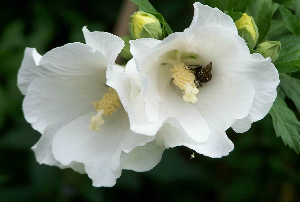 White Rose of Sharon Hibiscus Syriacus – Live Plant 6–12 Inch Starter Bush Tree for Planting