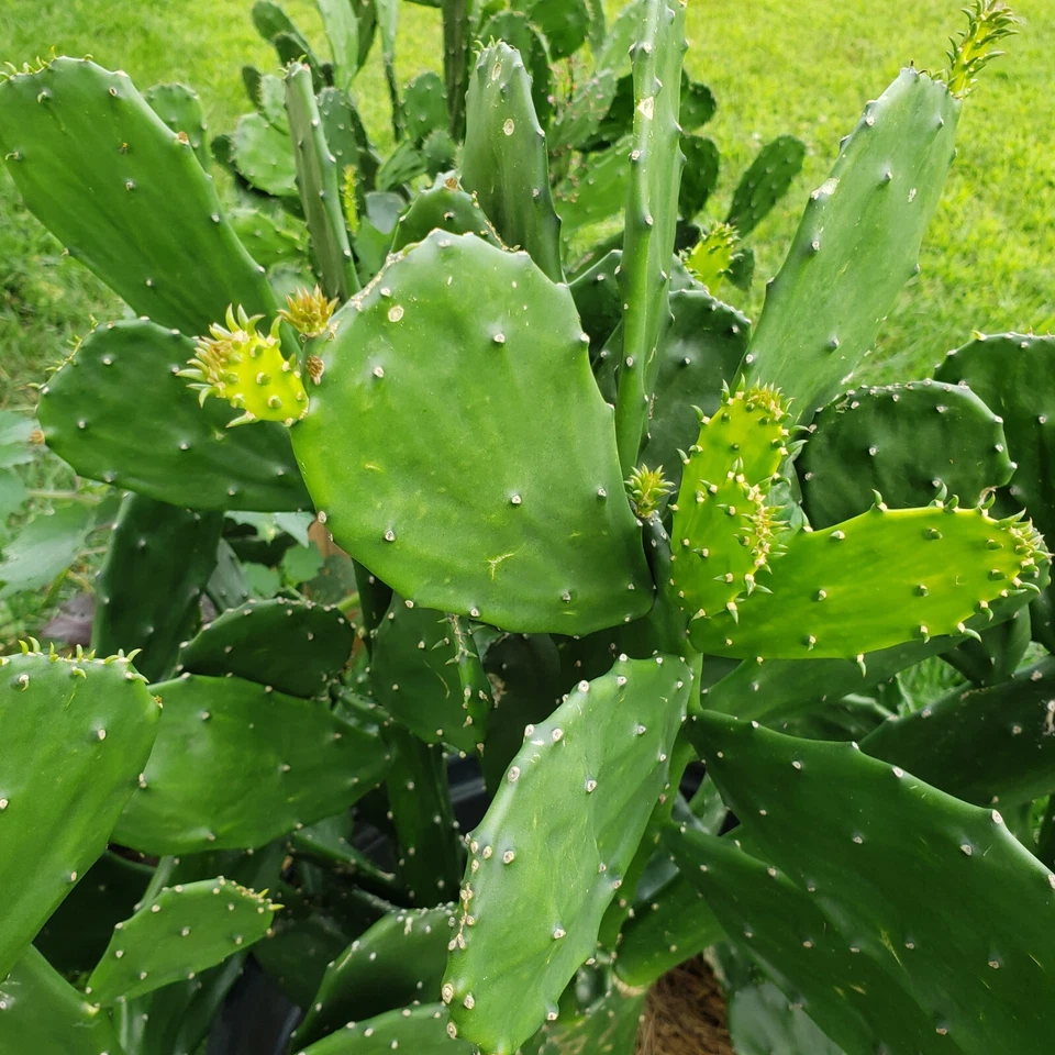 Prickly Pear Cactus Pads for Planting – Opuntia ficus-indica, 10 Pads, 5–10 Inch Perennial Cactus