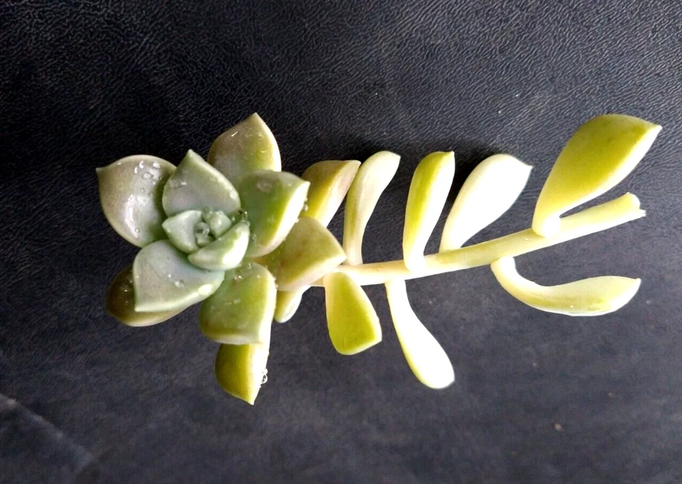 Sedum Clavatum Succulent Cuttings – Lot of 15 Live Rosette, Stem, and Leaf Cuttings for Propagation