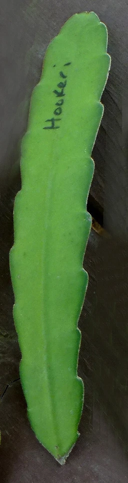 Epiphyllum Hookeri Orchid Cactus Cuttings – 2 Live Rootless Cuttings 8–10 Inches, Fragrant Night Blooming Cactus