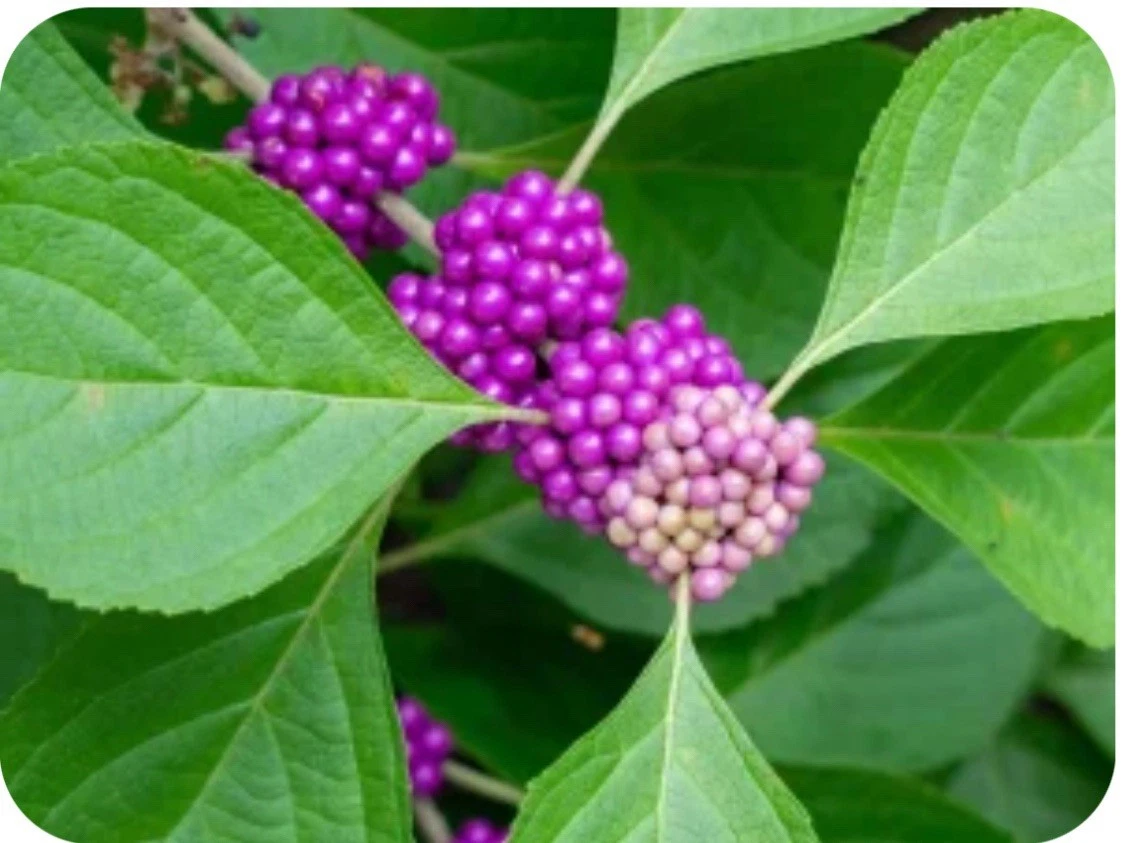 Beautyberry Bush Cuttings Callicarpa 10 Live Unrooted Clippings For Propagation