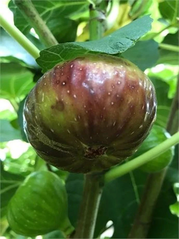 10 Fig Variety Cuttings Bundle – Mixed Ficus carica Collection for Rooting & Propagation, Assorted Fig Types
