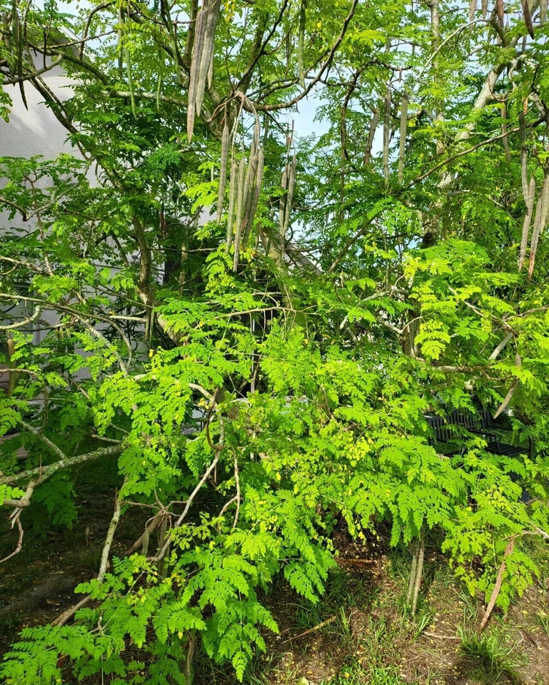 Moringa oleifera Cuttings – 5 Organic Fresh Stems from Florida – Live Moringa Tree Starter Cuttings for Planting