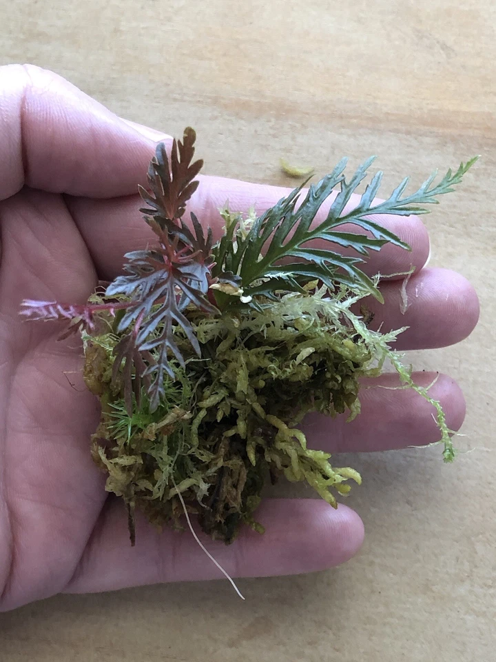 Fern Leaf Begonia Bipinnatifida – Well Rooted Live Plant Cutting – Tropical Foliage Plant