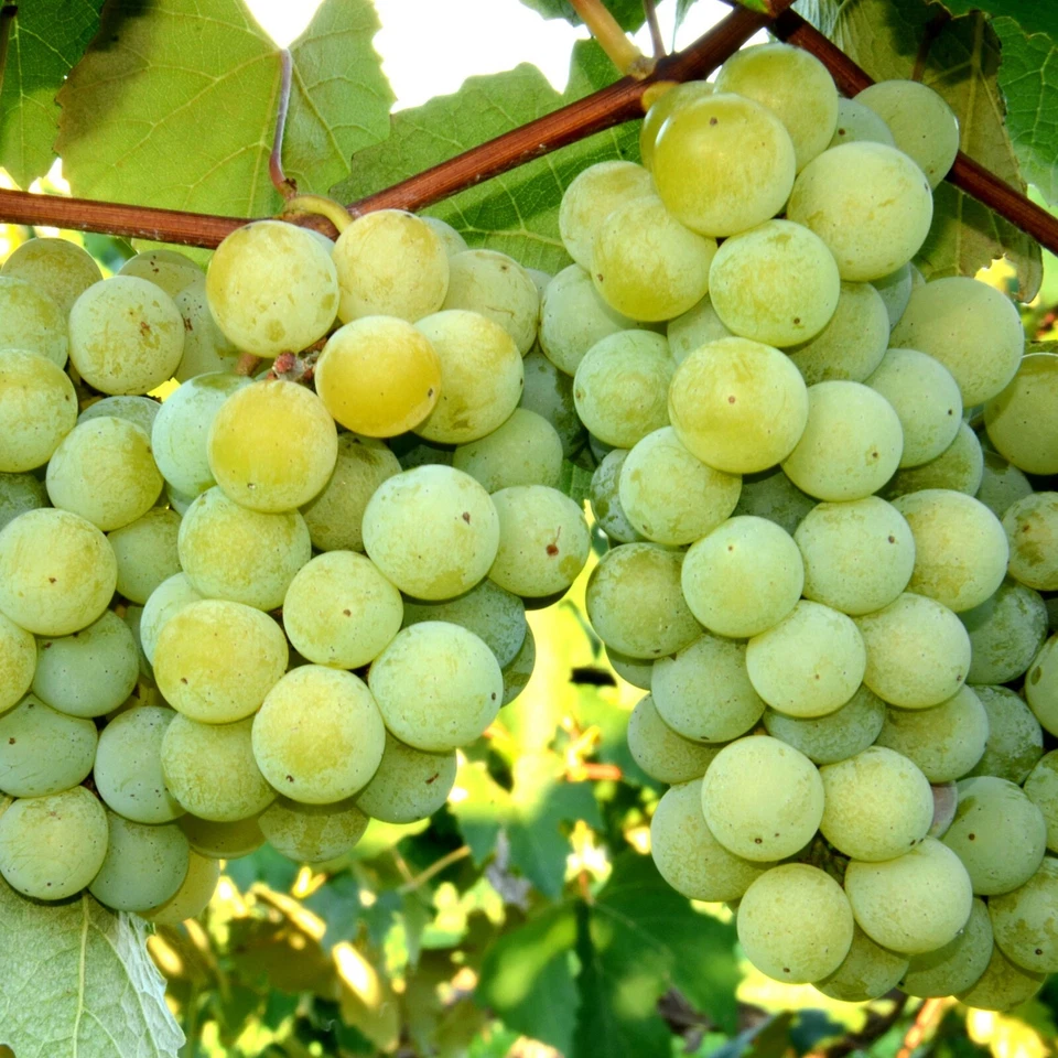 Niagara Grape Cuttings – 7 Fresh Unrooted Vitis Cuttings for Rooting, Home Garden Grape Vine Propagation