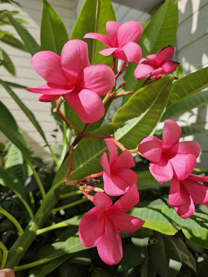 Red Plumeria Cutting for Planting – 1 Unrooted Single Tip Frangipani Stem, 12 Inch Tropical Flower Tree