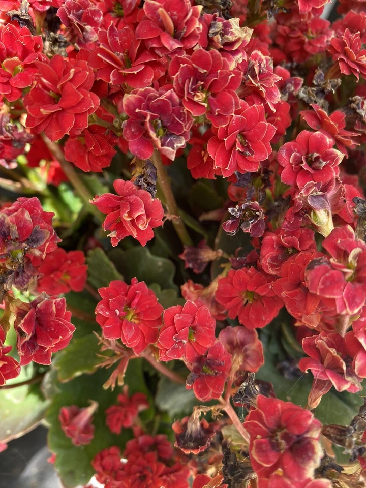 Red Kalanchoe Blossfeldiana Succulent Cuttings – Set of 2, Flowering Succulent for Planting