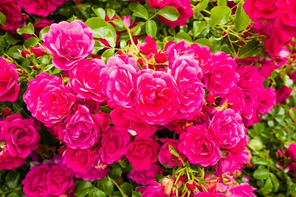 Flower Carpet Pink Rose Cuttings for Planting – 3 Unrooted Stems for Rooting or Grafting