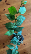 Hoya Polyneura Silver Node Cutting Live, Single Node Houseplant Cutting for Propagation Indoor Vine