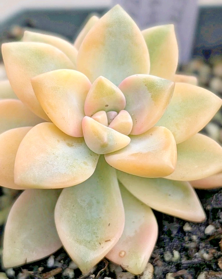 raptopetalum paraguayense ‘Jester’ – Rare 2 Inch Potted Succulent Plant – Colorful Rosette Variety Ready to Grow
