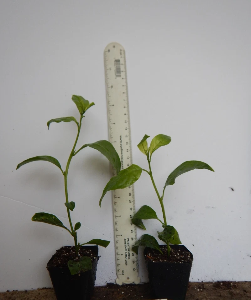 Confederate Star Jasmine Starter Plant – Rooted Trachelospermum Jasminoides Vine for Garden or Container Growing