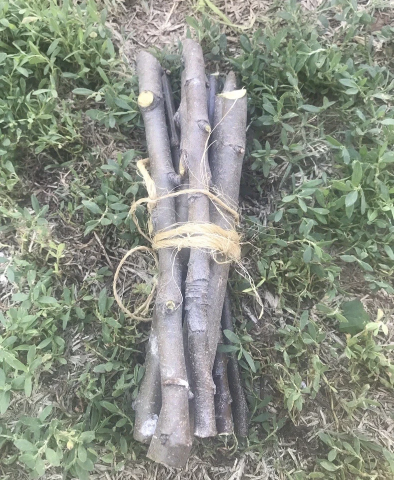 Apple Tree Cuttings Set of 3 Fresh Organic Unrooted Live Branches for Grafting or Propagation