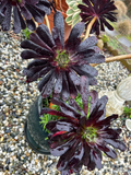 Black Rose Aeonium Succulent Cuttings – 2 Live Unrooted Aeonium arboreum Zwartkop Cuttings 3–4 Inch