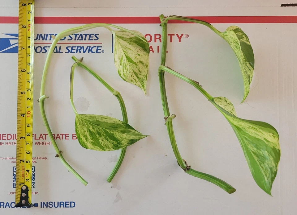 Golden Jade Pothos Cuttings Unrooted, Epipremnum aureum Variegated Indoor Plant Cuttings Set of 3