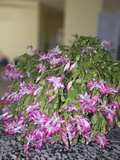 Christmas Cactus Cuttings Live, 20 Unrooted Schlumbergera Segments for Propagation Indoor Houseplant