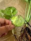 Syngonium Berry Allusion Rooted Cutting – Live Arrowhead Plant Starter, Pink Green Foliage, Indoor Houseplant