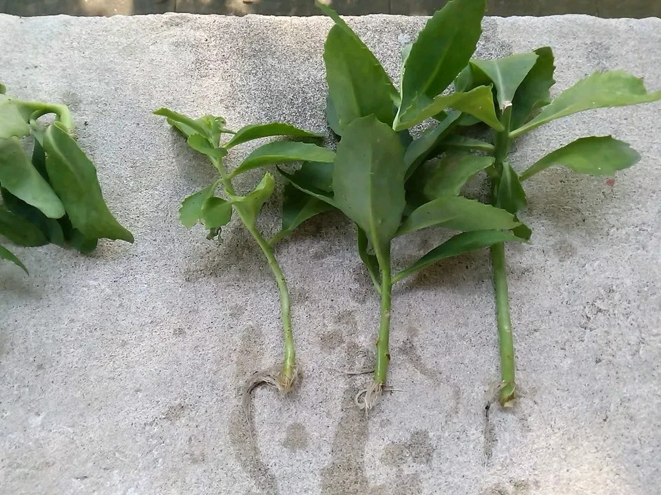 Sedum Autumn Joy Cuttings – 3 Fresh No-Root Cuttings for Easy Growing Perennial Succulent