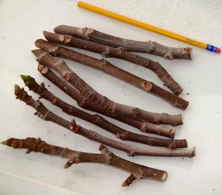 Magnolia Fig Tree Cuttings – 3 Fresh Unrooted Fig Cuttings for Propagation, Ficus carica, Hardy Zones 6–11