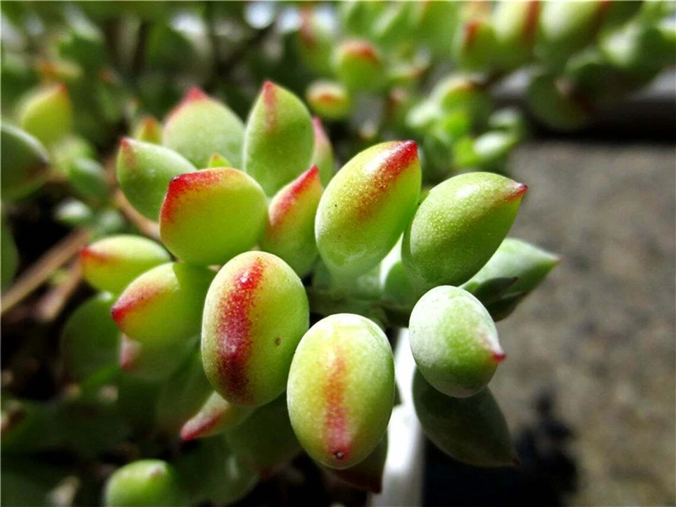 Cotyledon Pendens Unrooted Cuttings – 3 Rare Trailing Succulent Cuttings for Indoor Container Growing