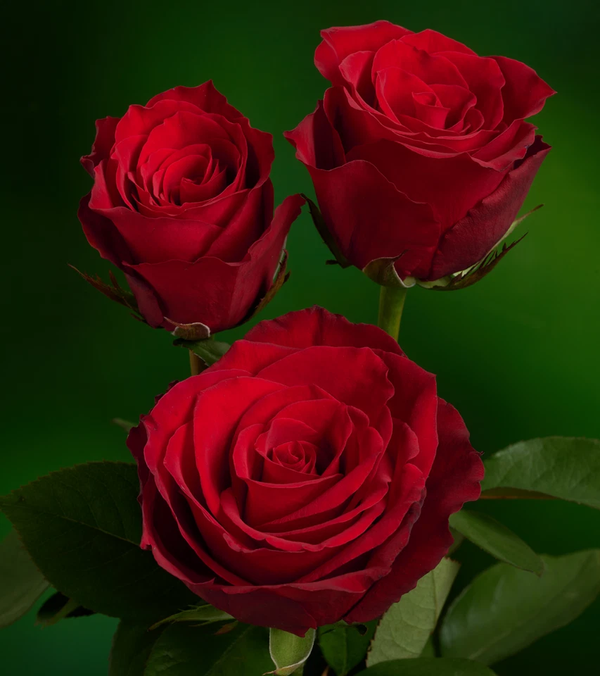 Eternity Red Rose Cuttings Unrooted, Hybrid Rose Stems for Rooting or Grafting 5–8 Inch Set of 3