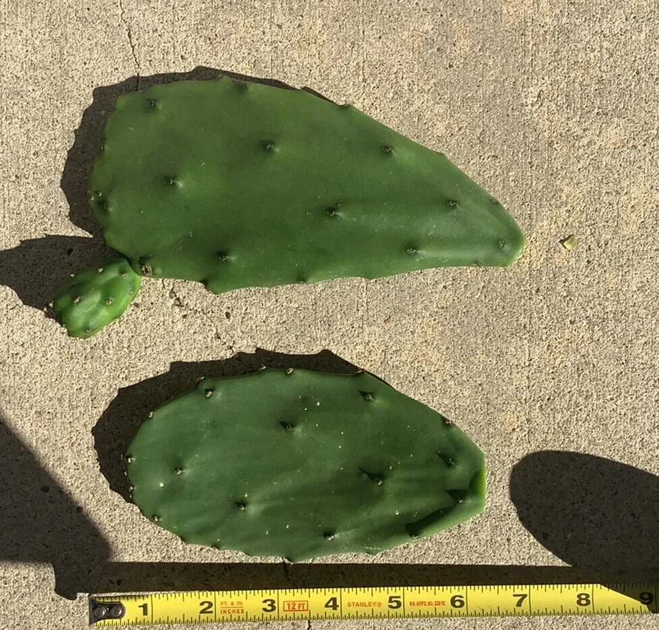 Prickly Pear Cactus Pads – 4 Pack Opuntia ficus-indica Edible Nopal Pads, Live Cactus Starts for Growing or Planting