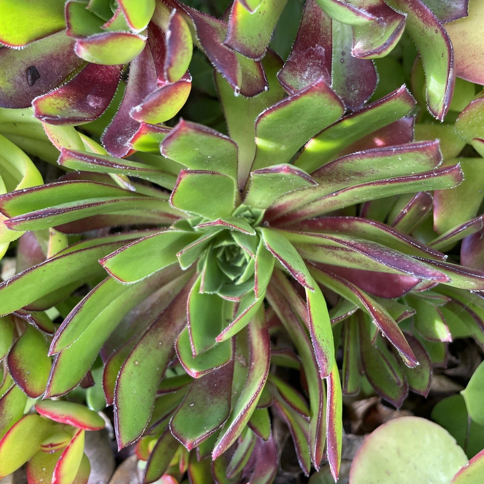 Aeonium Merlot Succulent Cuttings Set of 3 Purple Foliage Low Mounding Live Starters