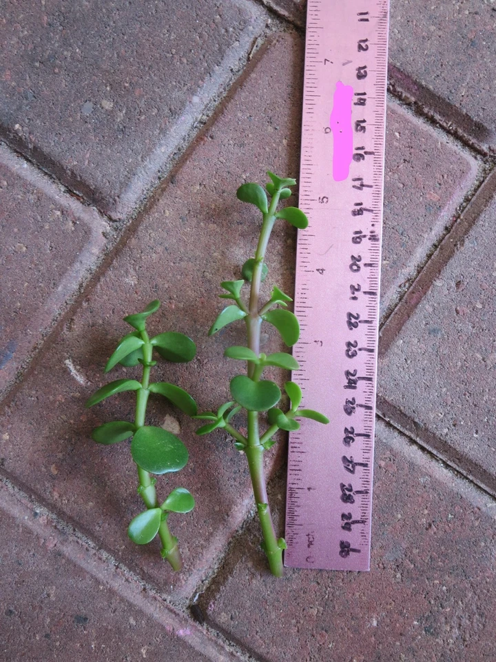 Portulacaria Afra Elephant Bush Succulent Cuttings – 10 Live Unrooted Succulent Cuttings for Propagation