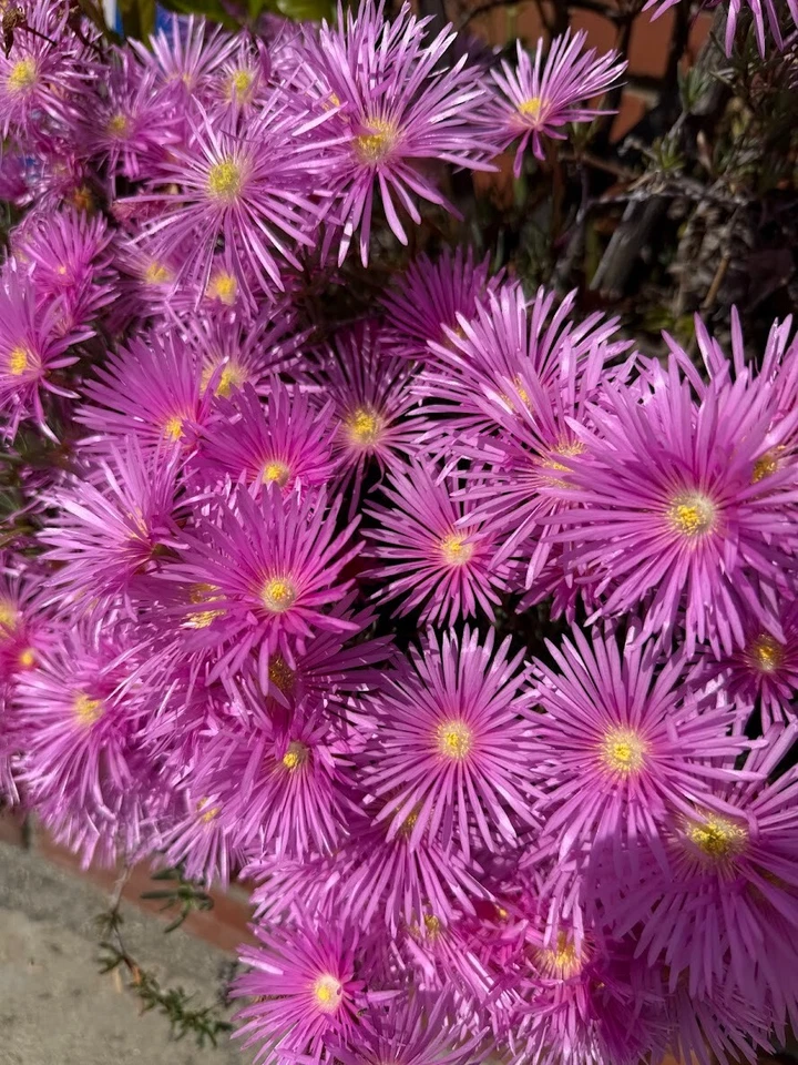 Magenta Ice Plant Cuttings – 10 Unrooted Delosperma Cooperi Cuttings, Hardy Ground Cover Succulent