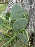 Opuntia Engelmannii Prickly Pear Cactus Cutting 3 Pads Live Plant Starter