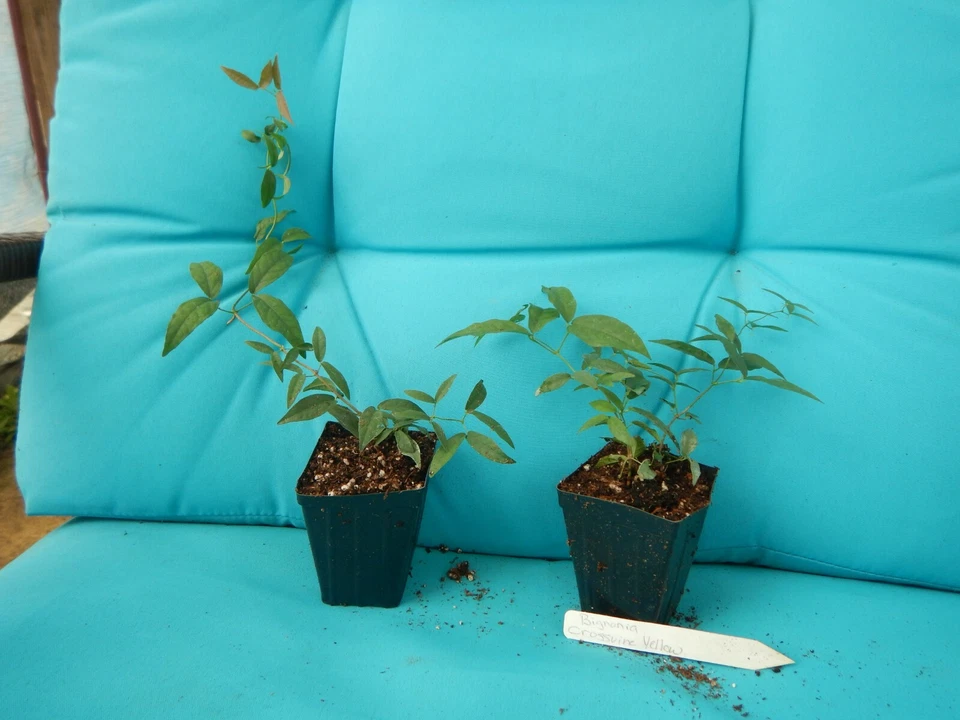 Yellow Crossvine Live Plant – Rooted Bignonia Capreolata Starter Vine, Flowering Climbing Plant
