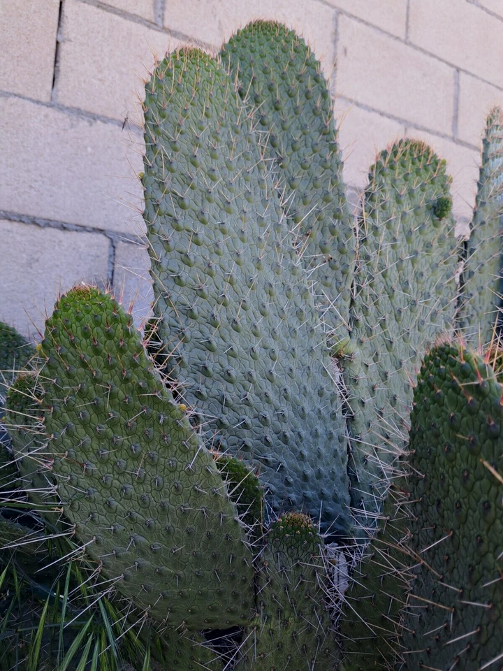 Consolea Moniliformis Cactus Cutting Live, Unrooted Opuntia Cutting 8–10 Inch for Planting