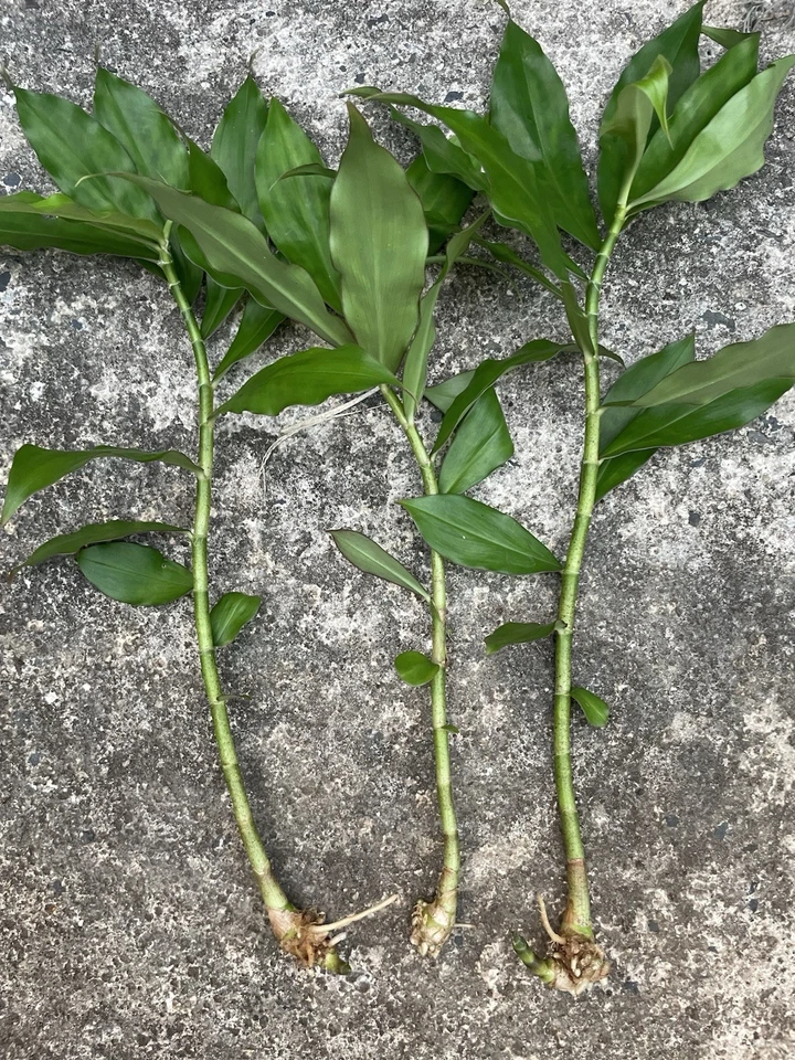 Yellow Spiral Ginger – Rooted Cutting of Dimerocostus strobilaceus | Hawaii Grown Tropical Plant Starter