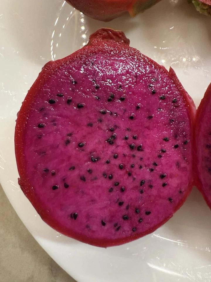 Dragon Fruit ‘Voodoo Child’ Cutting – 1 Unrooted Pitaya Stem for Planting