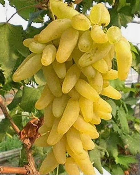 Golden Fingers Grape Vine Cuttings Set of 3 Unrooted Pieces for Rooting or Grafting