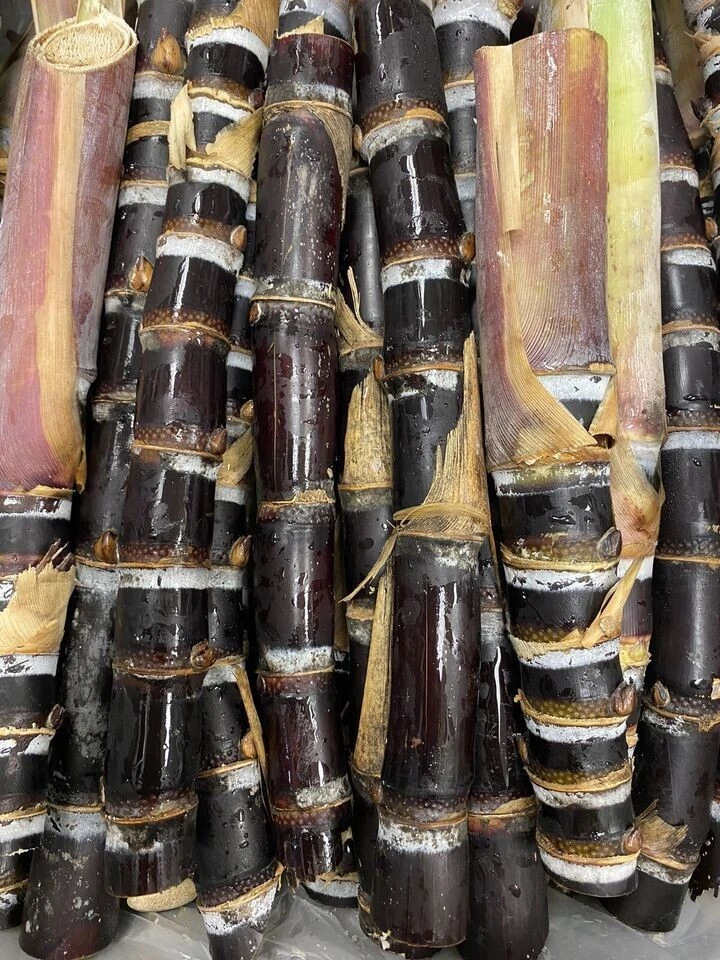 Soft Chew Black Sugarcane Cuttings, Saccharum officinarum Unrooted Cane for Garden or Container Growing