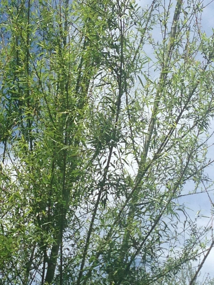 Willow Tree Live Cuttings – 18 Fresh Salix Stems for Planting, 5–8 Inch Length, Outdoor Growing Cuttings