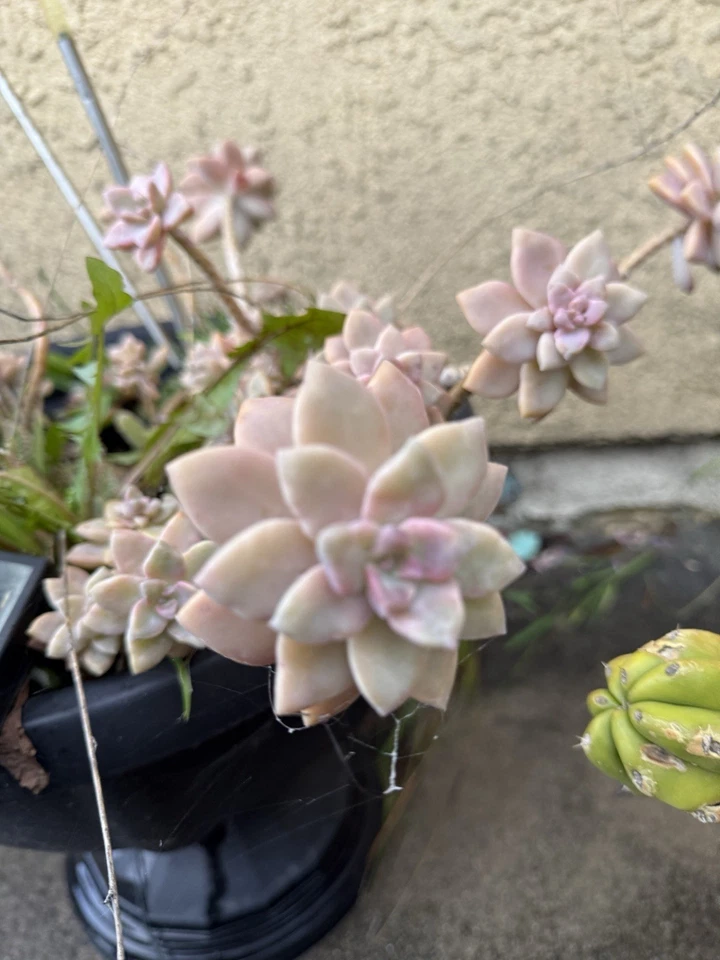 Pink Ghost Plant Succulent Cuttings – 3 Inch Graptopetalum paraguayense, Live Succulent Cuttings Ready to Plant