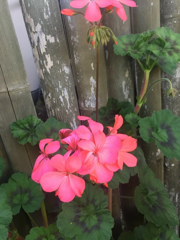 Orange Pink Zonal Geranium Live Plants – 4 Starter Cuttings 6 Inch, Pelargonium Hortorum Flowering Plant