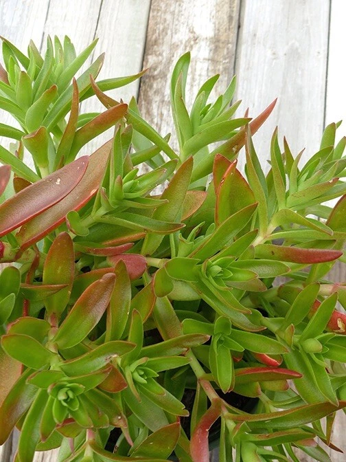 Crassula capitella Campfire – 3 Succulent Cuttings – Live Cactus-Succulent Starter Stems with Red-Orange Foliage