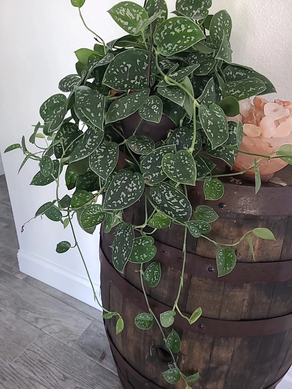 Silver Satin Pothos Node Cutting – 3 Node Scindapsus pictus Fresh Unrooted Cutting, Trailing Houseplant