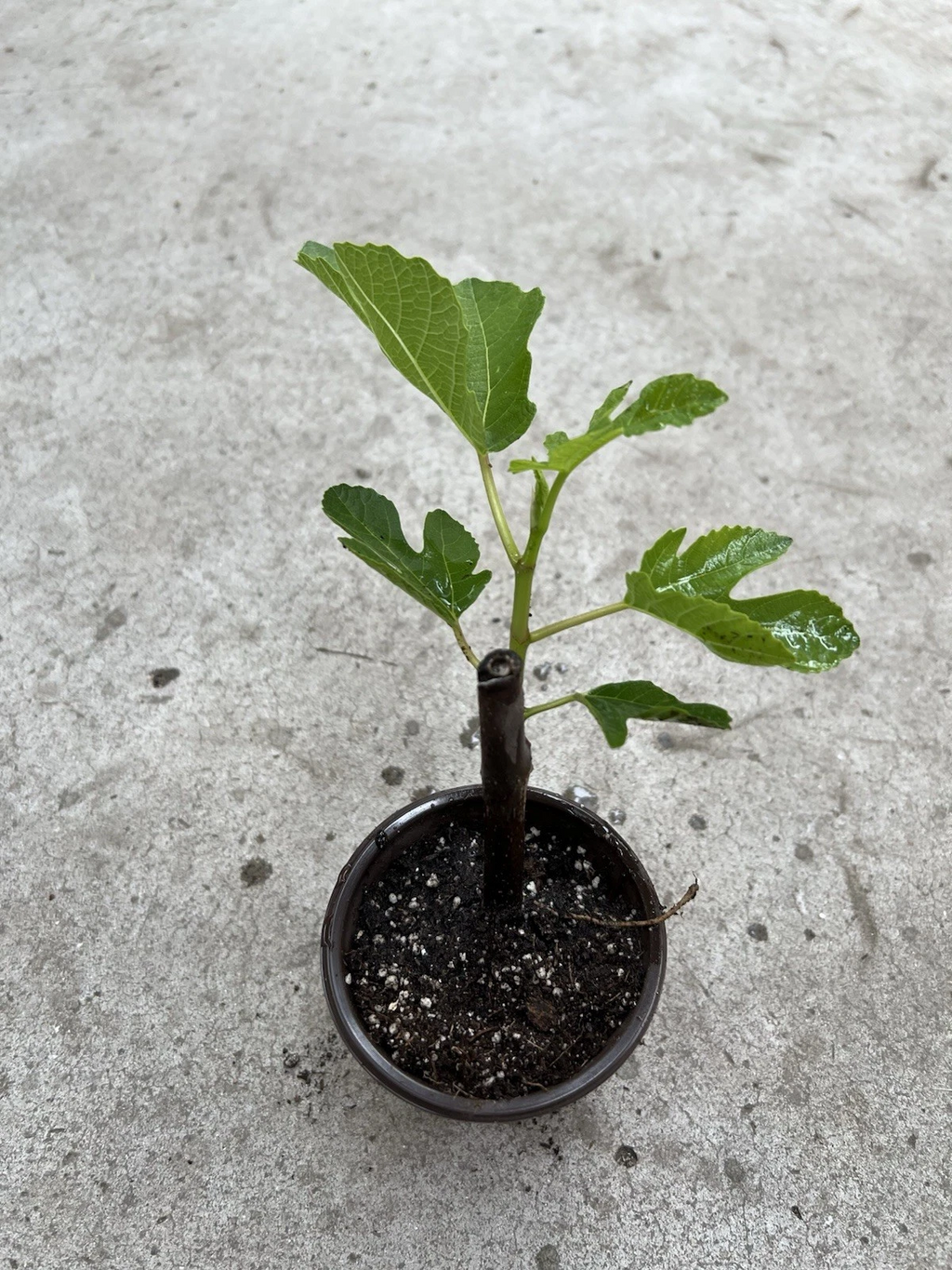 Fig Tree Cutting Live Plant for Planting – 10 Inch Unrooted Ficus carica Fruit Tree Cutting