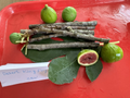 Fig Tree Cuttings Set – 6 Total Cuttings, Alma and Desert King Varieties, Ficus carica, For Rooting and Propagation