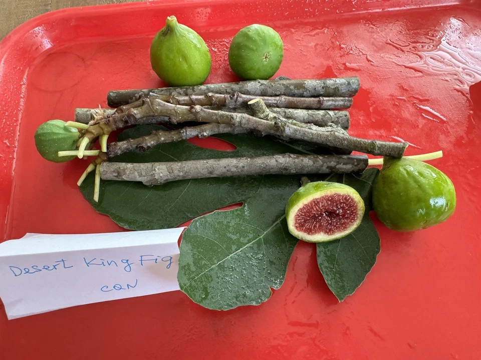 Fig Tree Cuttings Set – 6 Total Cuttings, Alma and Desert King Varieties, Ficus carica, For Rooting and Propagation