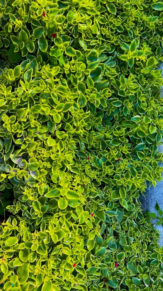 Variegated Baby Sun Rose ‘Red Apple’ Cuttings – 7+ Aptenia 4–6 Inch Unrooted Stems for Rooting and Propagation