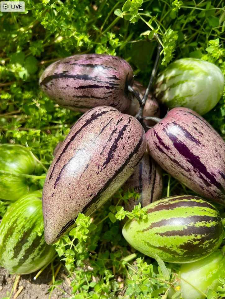 Pepino Melon Cuttings – Solanum muricatum, 8 Unrooted Cuttings 4 Gold and 4 Purple Varieties