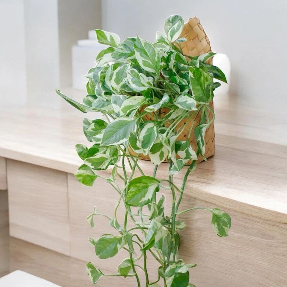 Pothos Pearls and Jade Cuttings – 3 Live Devil’s Ivy Cuttings 4–5 Inch, Variegated Indoor Houseplant