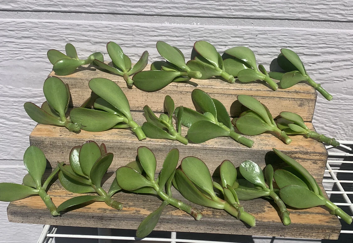 Jade Plant Crassula Ovata Cuttings for Planting – 18 Live Succulent Stems, Mixed Sizes 2–4 Inch