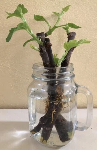 Chicago Hardy Fig Cuttings – 5 Ficus Carica Cuttings with Willow Water Rooting Aid for Propagation